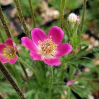 Anemone multifida Annabella Series